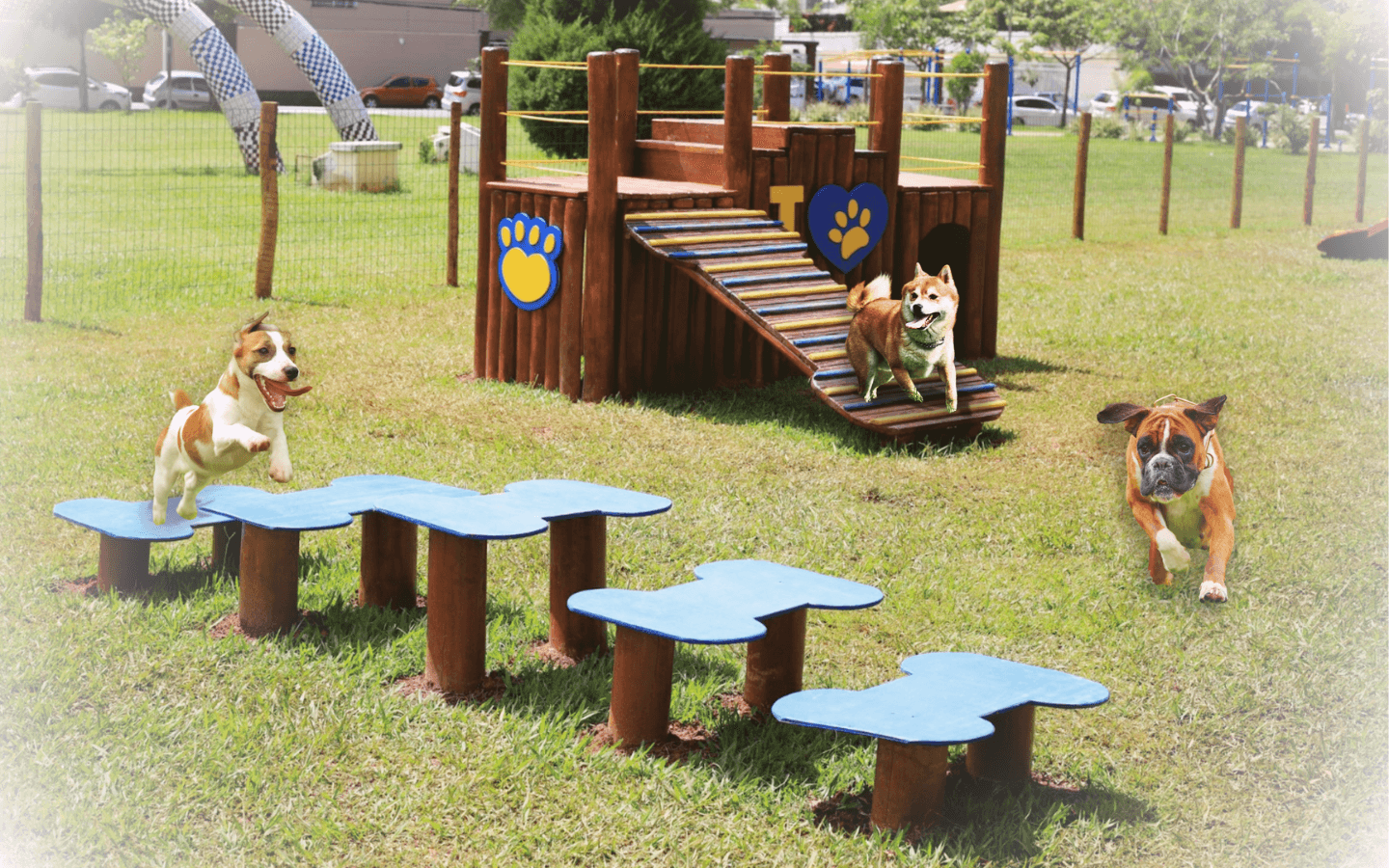 playground para cachorro