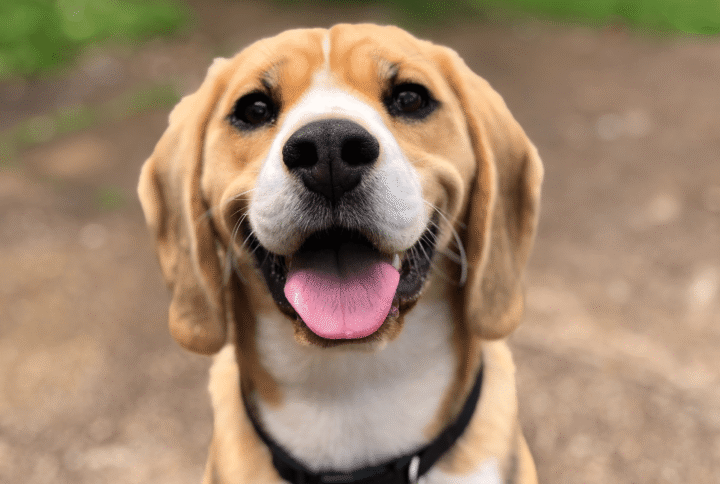 Pet Places com Play Pets